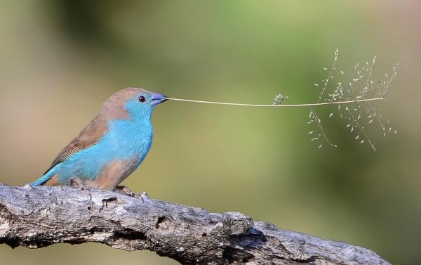 Ангольский астрильд