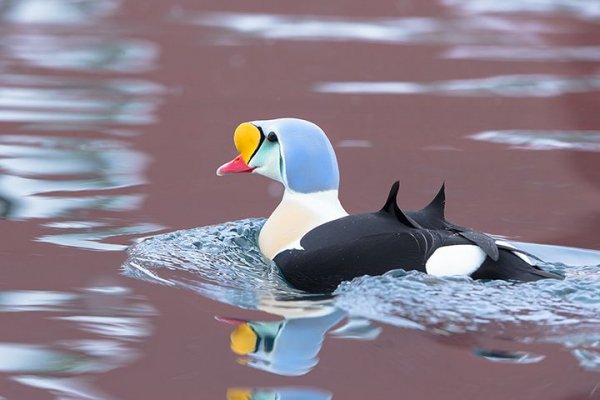 Гага-гребенушка