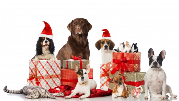 Christmas-Dogs-Cats-Rabbits-White-background-Gifts
