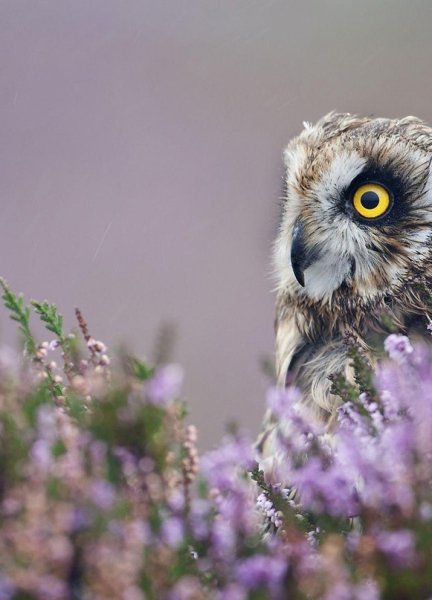 Болотная сова