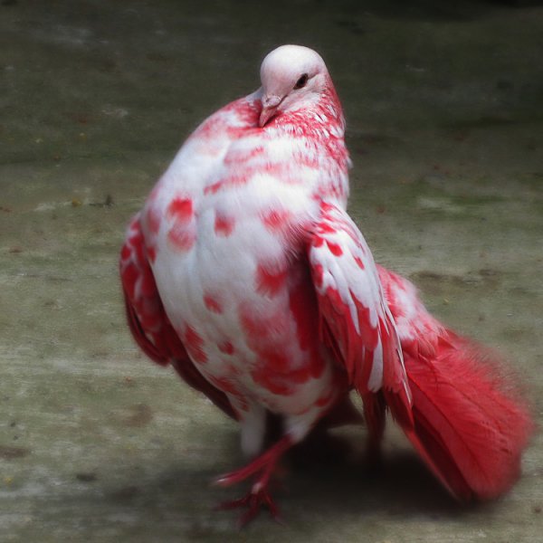 image55