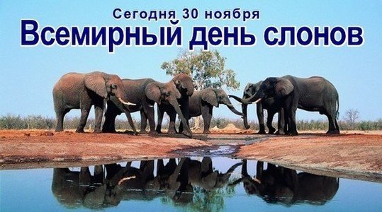 Открытка всемирный день слонов
