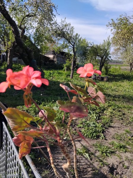 Герань