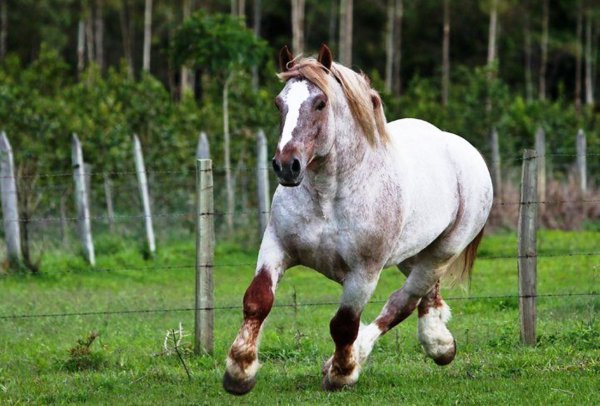 Лошадь Бретонская