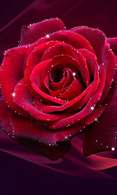 redrose kPr3Z6kp