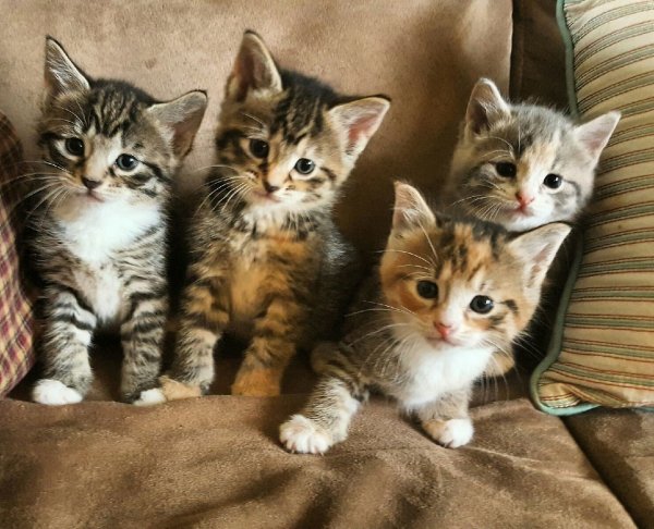 КОТЯТА..