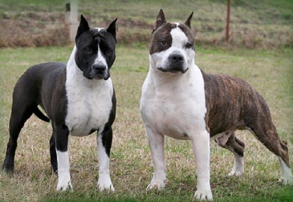 Американский стаффордшир-терьер (2)