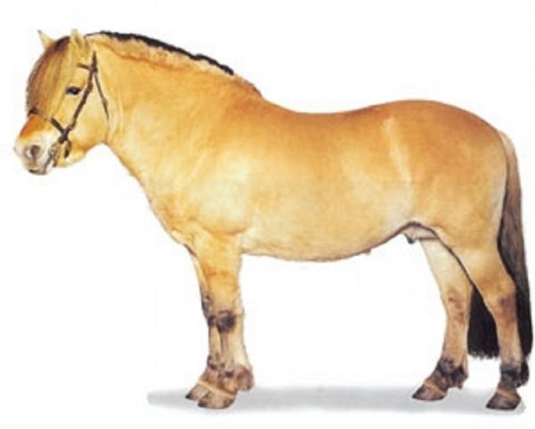 Фьорд (пони) (3)