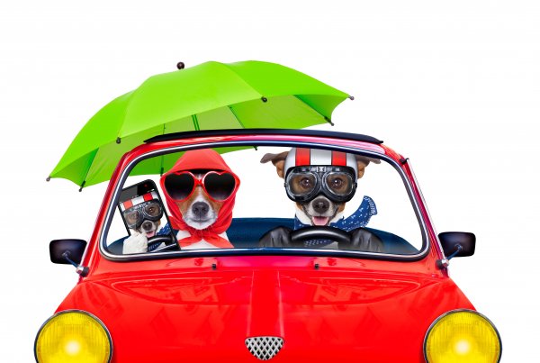 Dogs-White-background-Two-Jack-Russell-terrier-Glasses