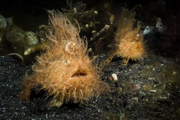 fd7153787a o frogfish