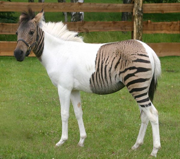 02 zebra pferd popup