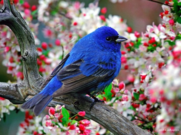 pticy-rasteniya-7667