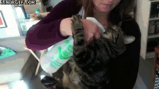 gifs 06