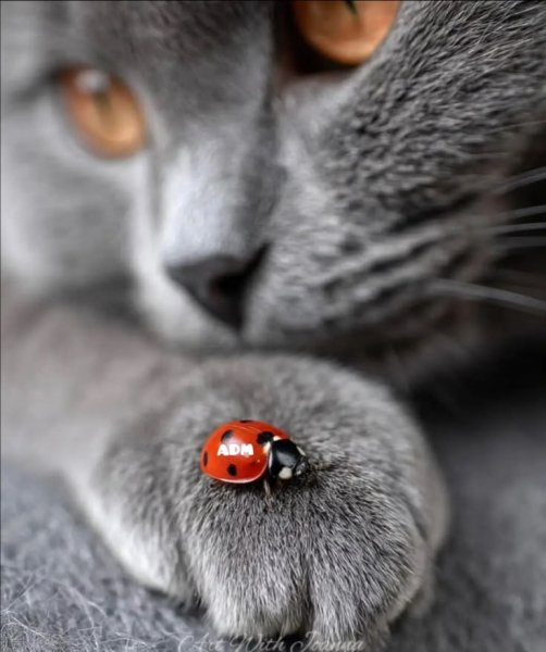 e6aad5c33628bfab44b0579fe7b20