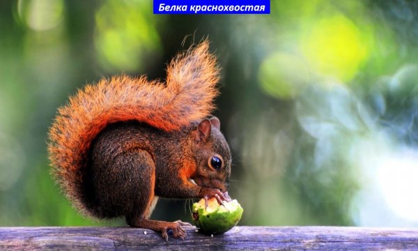 Белка краснохвостая