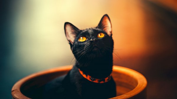 file_87806668