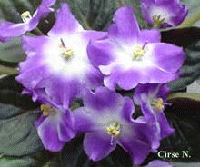 file_85269003