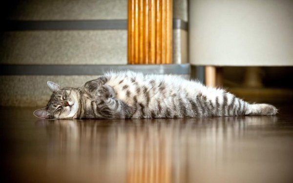 Справочник котовода.Кошки
