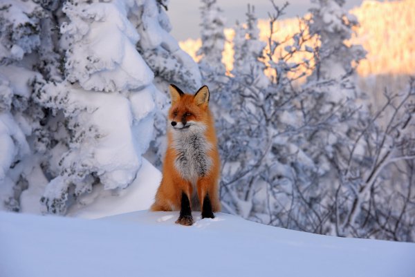 file_95076097