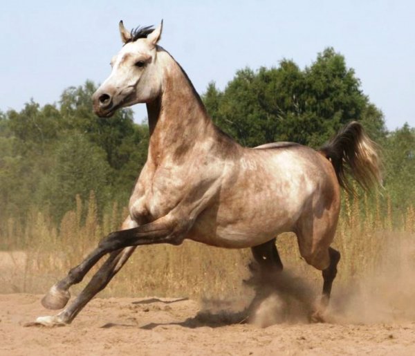 Лошадь Арабская (Кохейлан-сиглави (обейан))