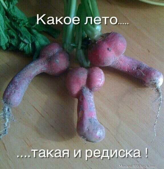 Какое лето такая и редиска