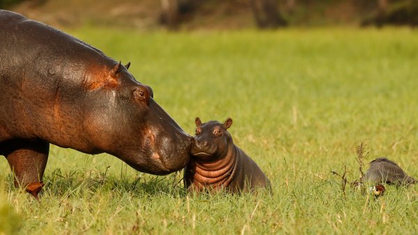 HippoDayChobe ROW1343976001 UHD
