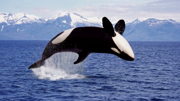 Lock2025-b58 wl orcawhalewa 1920x1080