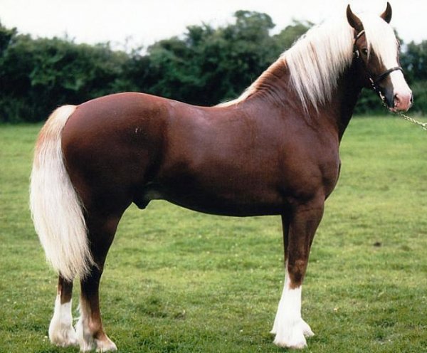 Уэльский коб (2)