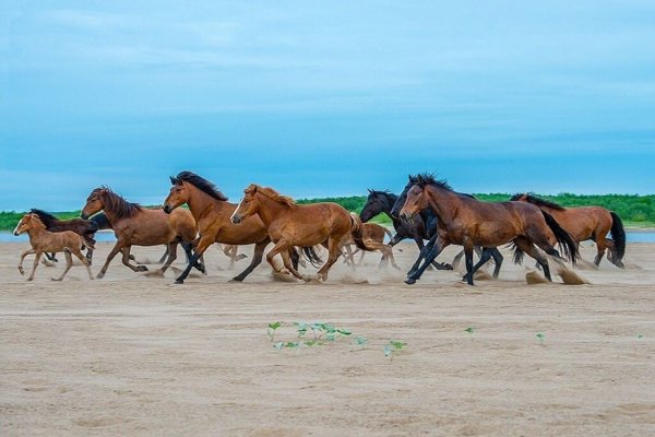 Лошадь Мезенская