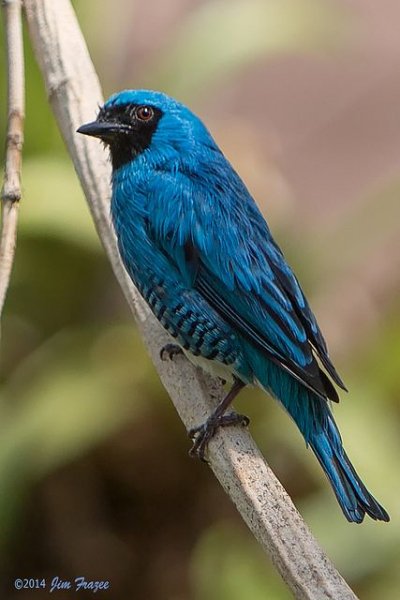 Танагра ласточкохвостая