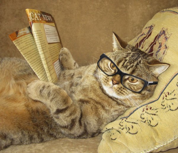 Creative-Cats-Glasses-Magazine-Paws-Glance-Funny