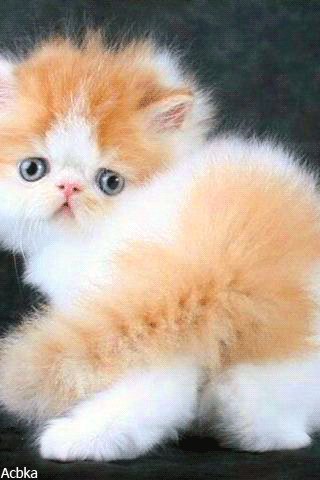 file_79315413