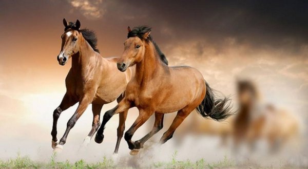 Лошадь Андалузская (Pura Raza Espanola)