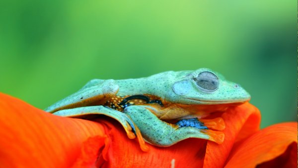 FrogMonth ROW9751182121 1920x1080