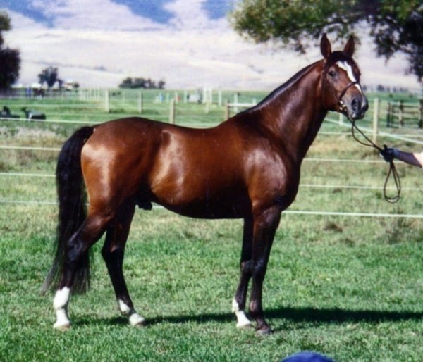 Англо-арабская порода лошадей (5)