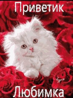 Пушистый и белый