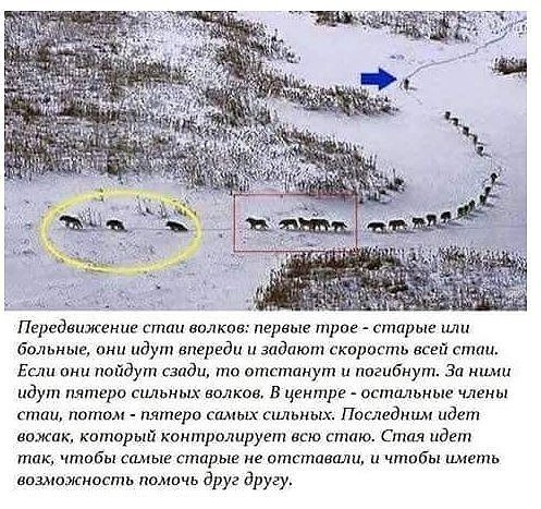 Один за всех и все за одного