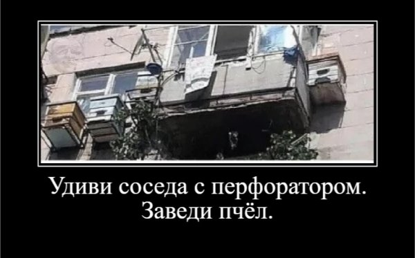 Удиви соседа с перфоратором. Заведи пчёл.