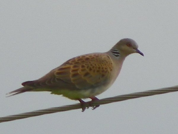 Обыкновенная_горлица - Track35