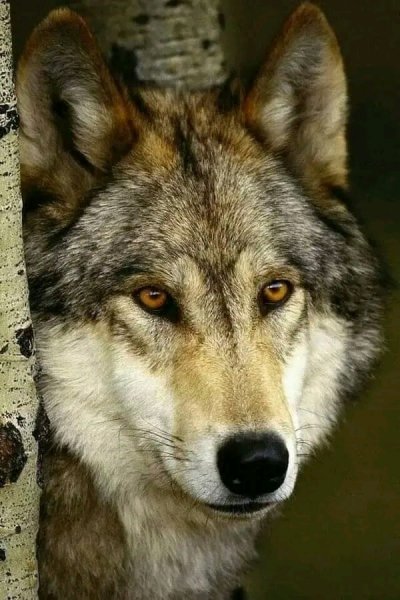 Мудрый взгляд