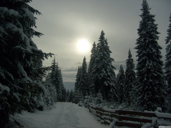 svetik