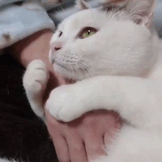 Любящий кот