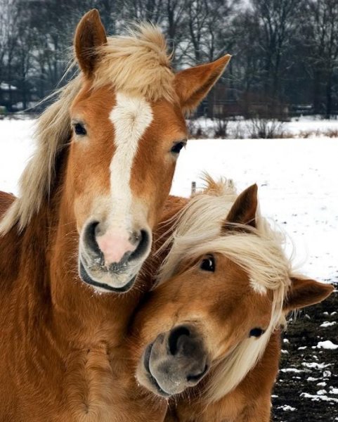 Hors 16