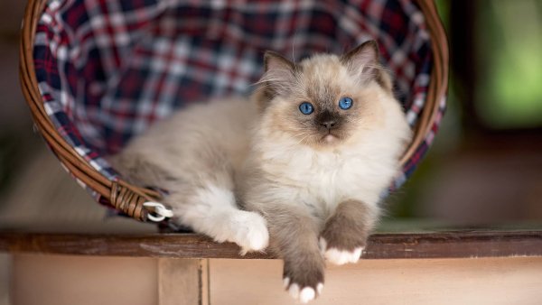 Котэ обои ПК