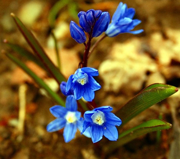 Dunkle Sternhyazinthe 2008-3-7a