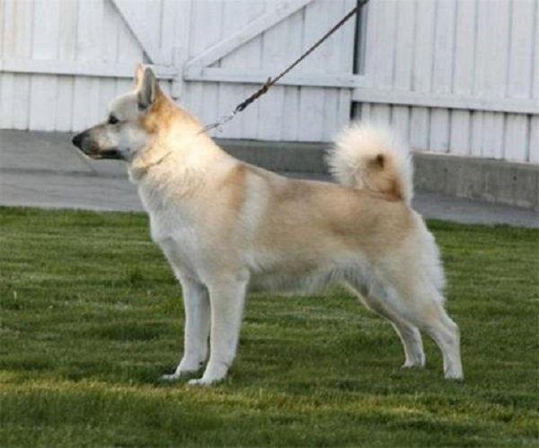 Норвежский бухунд