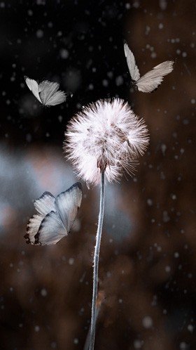 IMG-c34334e659b285d41a6ae50f1ad95464-V