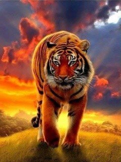 tiger hd