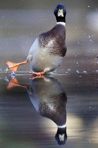 A41294d7346e60bc68059d115689deb6