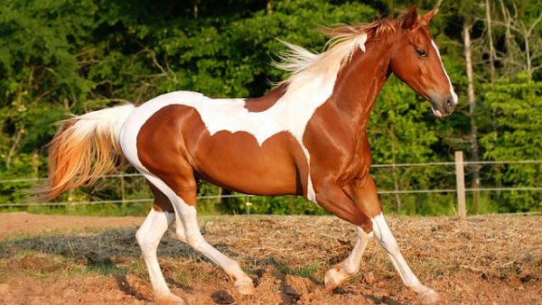 getImage3073